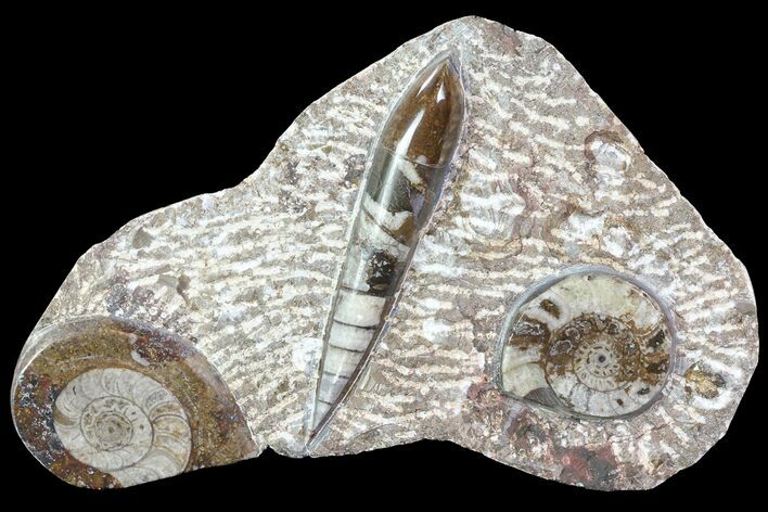 Fossil Goniatite & Orthoceras Display #77211